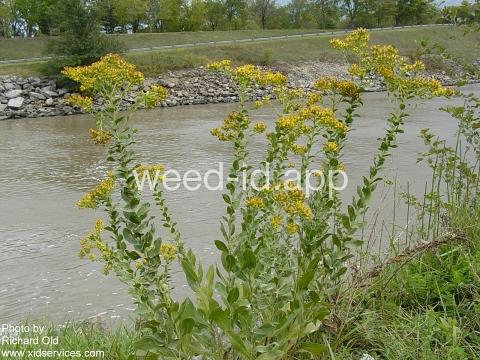 goldenrod, rigid